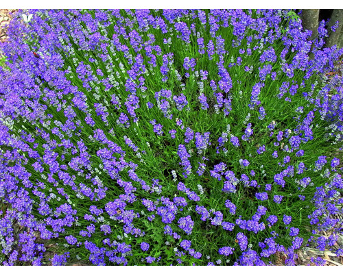 Buisson de lavande fleurissant dans le jardin