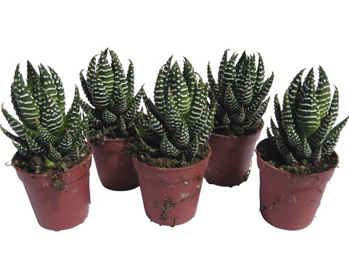 Fünf Haworthia-Zebra-Sukkulenten in Töpfen