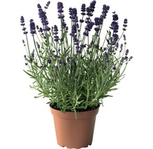 Lavendel FloraSelf Lavandula angustifolia Co 3 L-thumb-0