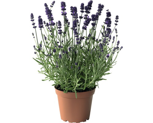 Lavande FloraSelf Lavandula angustifolia Co 3 l Édition 30 ans FloraSelf