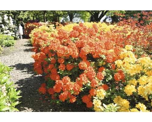 Azalée jaune FloraSelf Rhododendron luteum h 30-40 cm Co 5 l orange, azalée à feuilles caduques