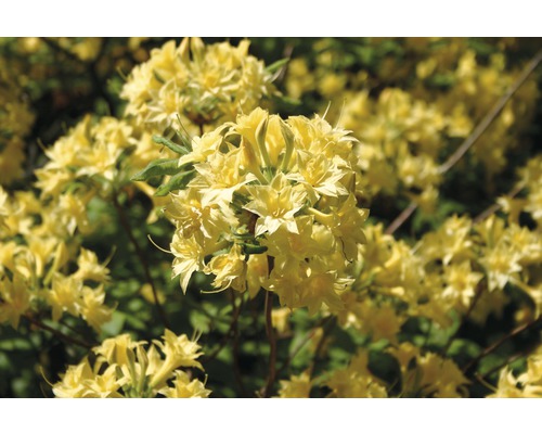 Rhododendron luteum FloraSelf H 30-40 cm pot 5 l jaune