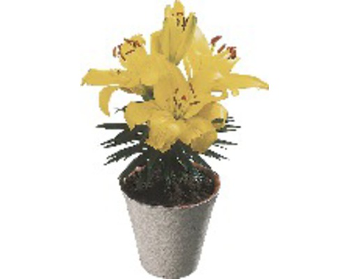 Lys FloraSelf Lilium x Hybride pot Ø 13 cm