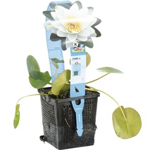 Nénuphar en pot avec une fleur blanche et des feuilles vertes.