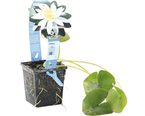 Nénuphar en pot avec fleur et feuilles pour bassin de jardin