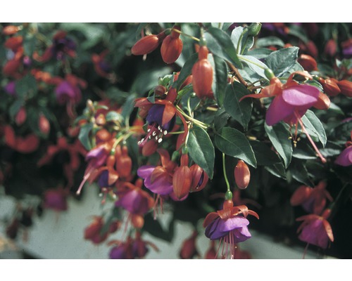 Fuchsienblüten mit grünen Blättern