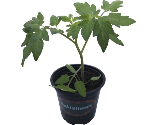 Plant de tomates cocktail en pot