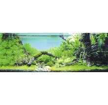 Aquarium avec décoration de plantes et de bois flotté