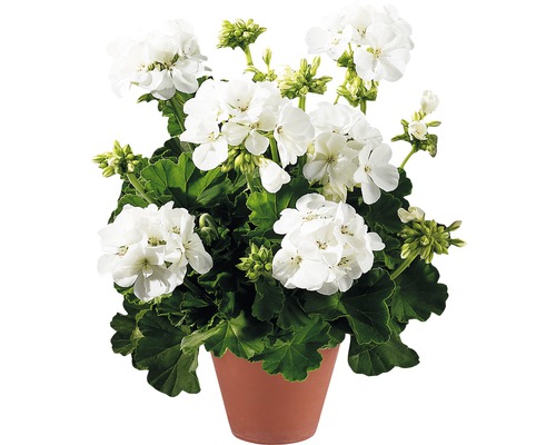Geranie mit weißen Blüten in einem Topf