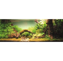 Aquarium aménagé avec des plantes, des pierres et du bois flotté