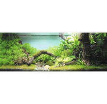 Aquarium décoratif avec plantes, pierres et éléments en bois