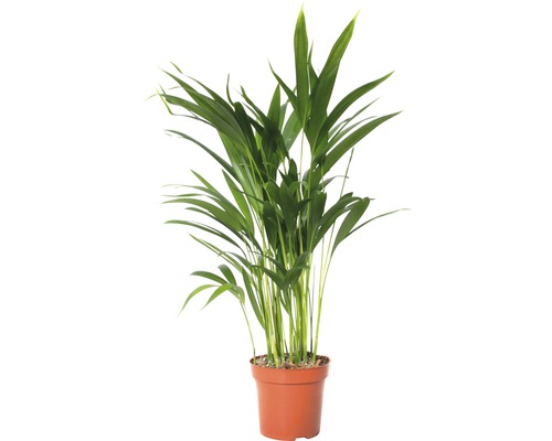 Palmiste multipliant FloraSelf Dypsis lutescens H 60-70 cm pot de 17 cm de Ø Palmier d''arec en pot