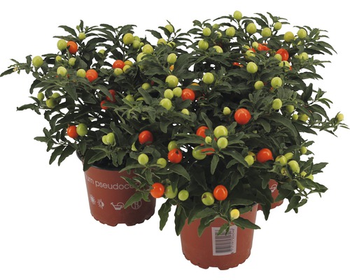 Korallenstrauch FloraSelf Solanum pseudocapsicum 'Turino' H ca. 25 cm Ø 12 cm Topf Drei Solanum pseudocapsicum Pflanzen in Töpfen