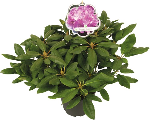 Großblumige Alpenrose FloraSelf Rhododendron Hybride rosa H 30-40 cm Co 5 L