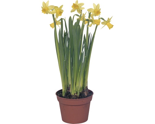 Narcisse, jonquille Narcissus pseudonarzissus pot Ø 10,5 cm