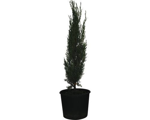 Cyprès Toscana FloraSelf Cupressus sempervirens 'Totem' H 60-70 cm Co 3 l