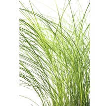 Feinhalm Chinaschilf FloraSelf Miscanthus sinensis 'Gracillimus' H 10-60 cm T 14 cm