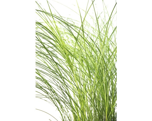 Feinhalm Chinaschilf FloraSelf Miscanthus sinensis 'Gracillimus' H 10-60 cm T 14 cm