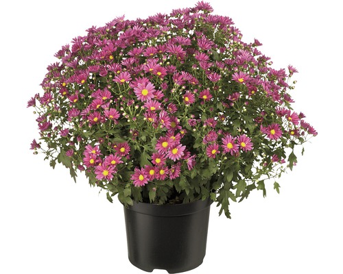 Chrysanthème en pot avec fleurs violettes