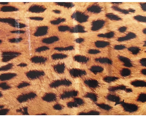 Film d'impression à l'eau gépard marron CD-87 100 x 50 cm Tissu motif léopard