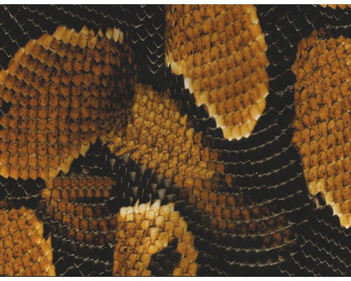 Film d'impression à l'eau serpent marron CD-89 100 x 50 cm
