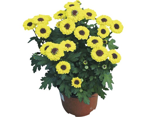 Chrysantheme Mix FloraSelf Chrysanthemum indicum Ø 12 cm Topf zufällige Sortenauswahl