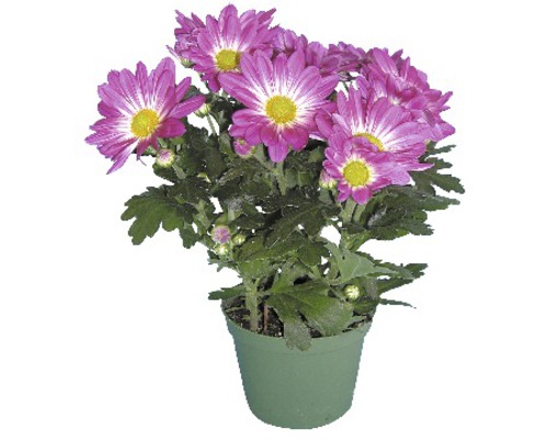 Chrysantheme im Topf mit violetten Blüten