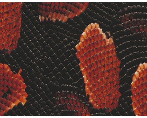 Film d'impression à l'eau serpent rouge CD-90 100 x 50 cm Gros plan d''un motif imitation peau de serpent