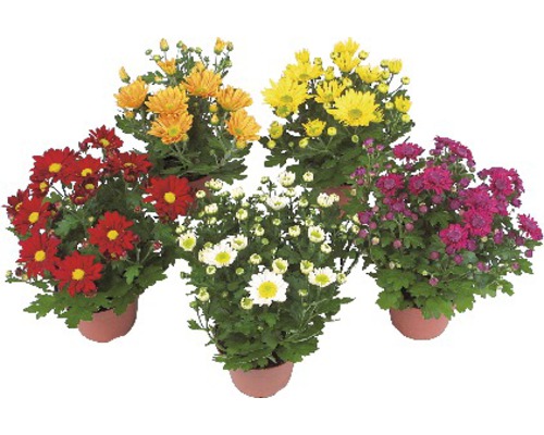 Mélange de chrysanthèmes FloraSelf Chrysanthemum indicum pot Ø 12 cm sélection aléatoire de variétés Mélange de chrysanthèmes FloraSelf Chrysanthemum indicum pot Ø 12 cm sélection aléatoire de variétés