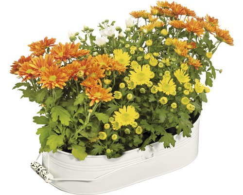 Chrysanthemen in einem weißen Pflanzgefäß