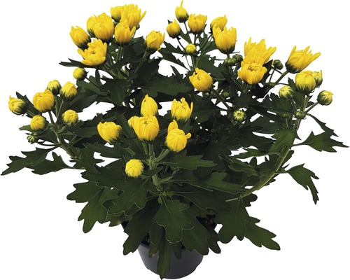 Gelbe Chrysantheme im Topf