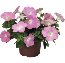 Pétunias retombants FloraSelf® pot de 10,5 cm rose-thumb-1