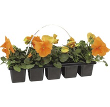 Pensées orange en pot