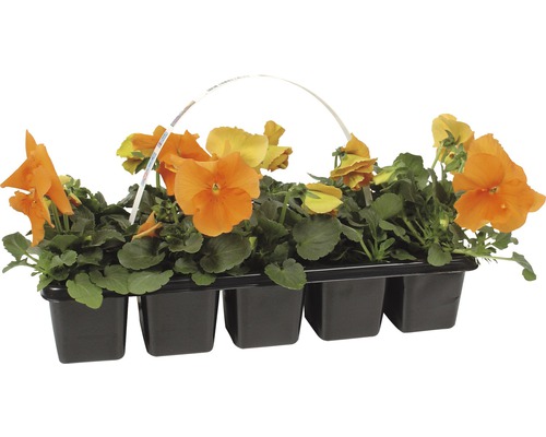 Pensées orange en pot