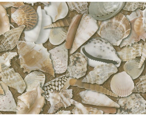 Film d'impression à l'eau coquilles CD-185 100 x 50 cm Gros plan d''un papier peint avec un motif de coquillages
