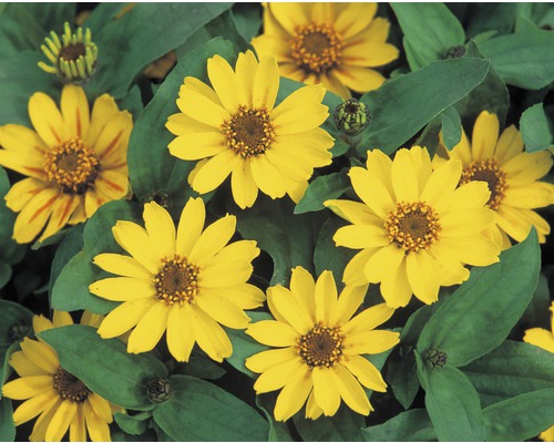 Fleurs de zinnia jaunes avec des feuilles vertes.