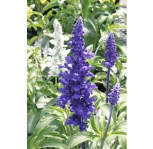Sauge bleue et blanche dans le jardin.