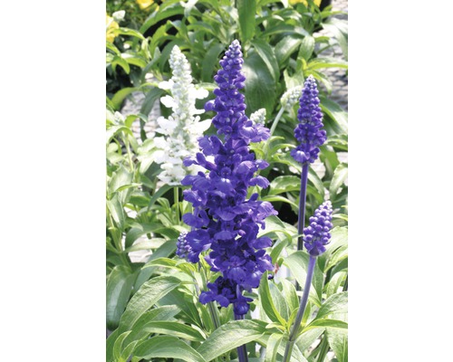 Sauge bleue et blanche dans le jardin.