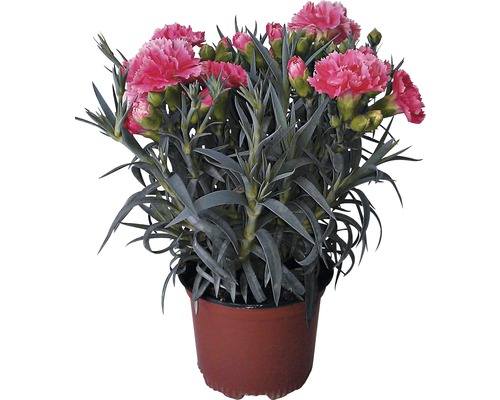 Mélange d'œillets FloraSelf Dianthus caryophyllus "Super Trooper" h 15-18 cm pot Ø 10,5 cm assortiment de variétés aléatoire