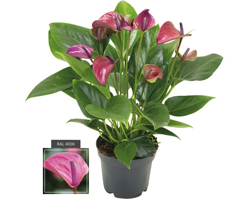 Langue de feu FloraSelf Anthurium andreanum 'Purple' H 35-40 pot Ø 12 cm