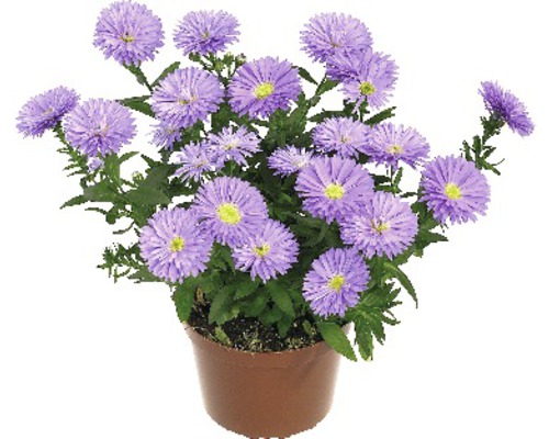 Mélange d'asters à feuilles lisses FloraSelf Aster novi-belgii pot Ø 12 cm assortiment aléatoire de variétés