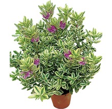 Arbuste fleuri avec des feuilles vertes panachées et des fleurs violettes en pot