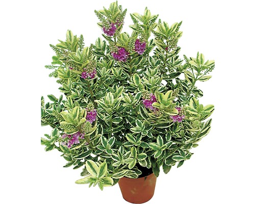 Arbuste fleuri avec des feuilles vertes panachées et des fleurs violettes en pot