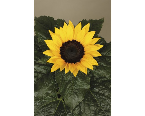 Tournesol avec des pétales jaunes et des feuilles vertes