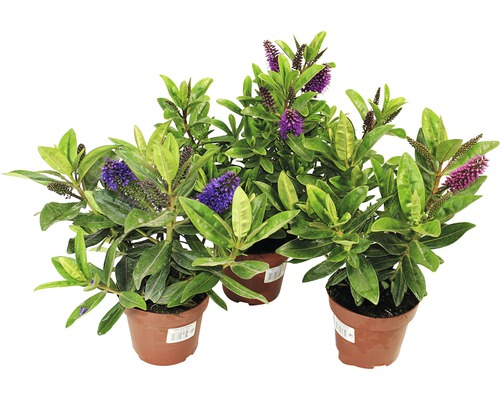 Véronique arbustive verte FloraSelf Hebe andersonii pot Ø 12 cm assortiment de variétés aléatoire