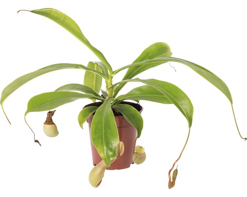 Kannenpflanze FloraSelf Nepenthes hybride H 15-20 cm Ø 9 cm Topf versch. Sorten