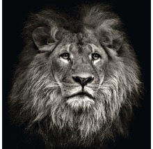Leinwandbild Lion Head 40x40 cm