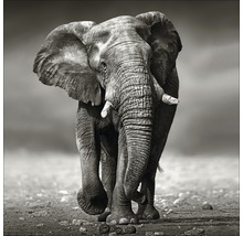 Leinwandbild Grey Elephant 40x40 cm