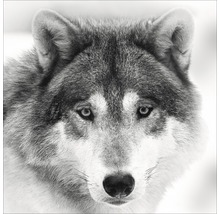 Glasbild Wolf 30x30 cm GLA1041