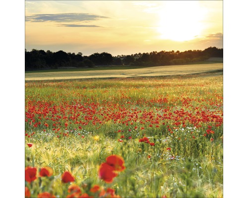 Glasbild Poppyfield 30x30 cm GLA1269